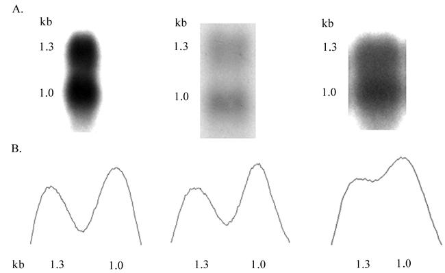 Figure 5B.