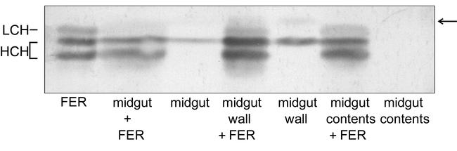 Figure 9.