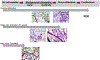 Fig 1.