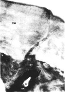 Fig. 7.3
