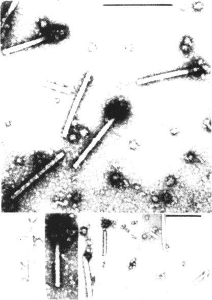 Fig. 7.5