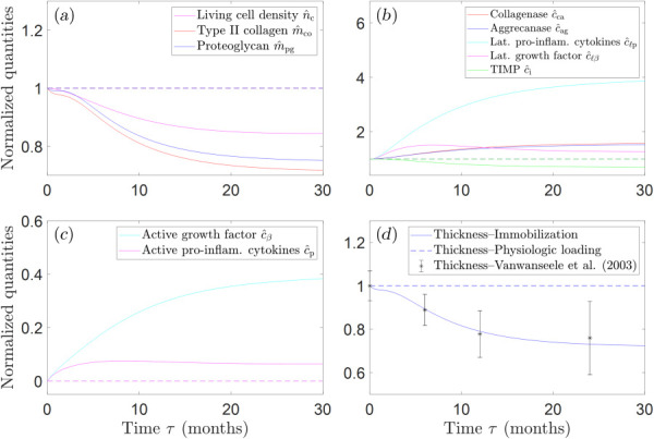 A chemo-mechanical-biological model of cartilage evolving in health and disease [33]. Normalized quantities of (a) structural components (living chondrocytes, collagen, and proteoglycan), (b) cytokines and growth factors (collagenase, aggrecanase, TIMP, latent growth factor, and latent pro-inflammatory cytokines), (c) active growth factors and pro-inflammatory cytokines, and (d) cartilage thickness. Dashed and solid lines represent normal physiological loading and reduced loading/immobilization, respectively. The model response to mechanical overloading is not shown. Asterisks with error bars represent corresponding experimental data from Vanwanseele et al. [135].