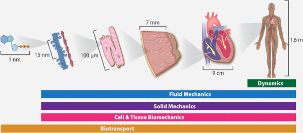 A systems-level look at the components required to produce a heartbeat and pump blood around the body