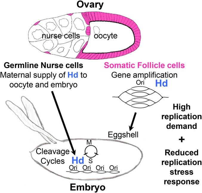 Figure 7