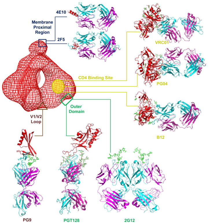 Antigenicity and Immunogenicity in HIV-1 Antibody-Based Vaccine Design ...