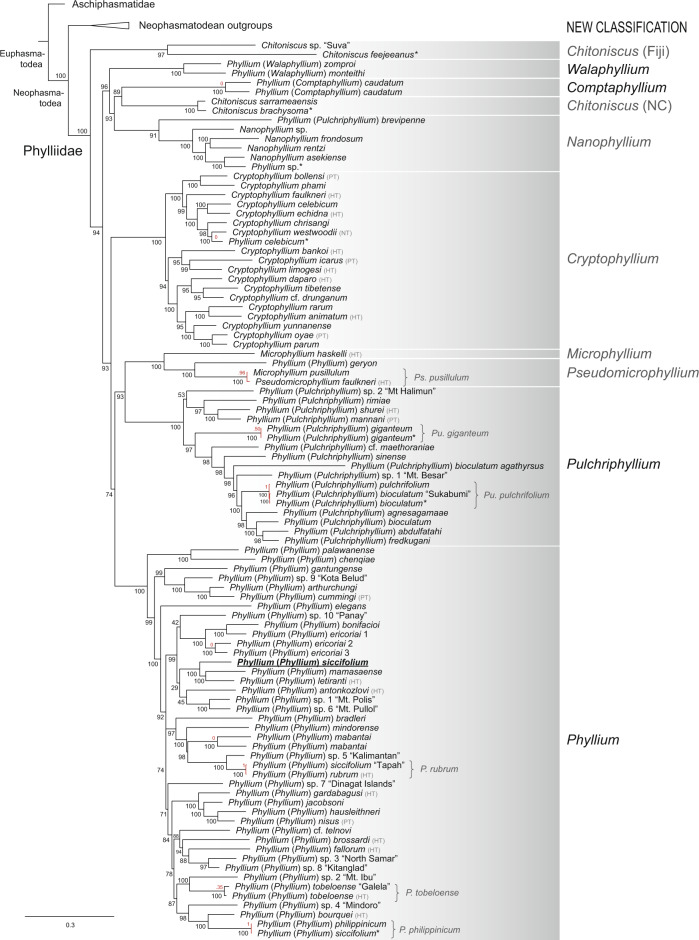 A tree of leaves: Phylogeny and historical biogeography of the leaf ...