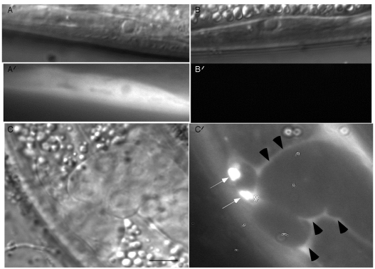 Fig. 7.