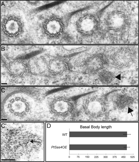 FIGURE 6: