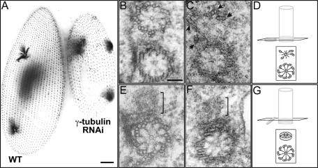 FIGURE 7: