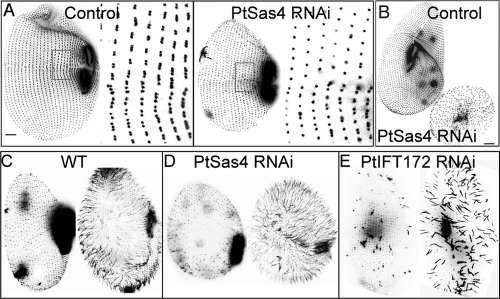 FIGURE 1: