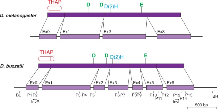 Fig. 6.—