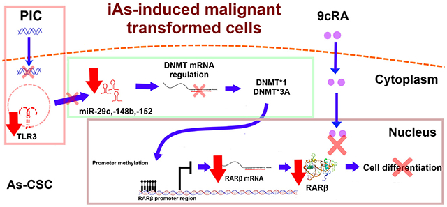 graphic file with name nihms-1733944-f0007.jpg