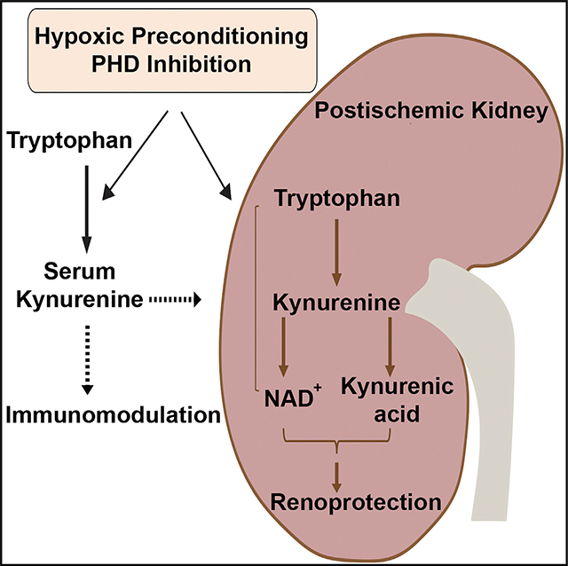 graphic file with name nihms-1734074-f0001.jpg