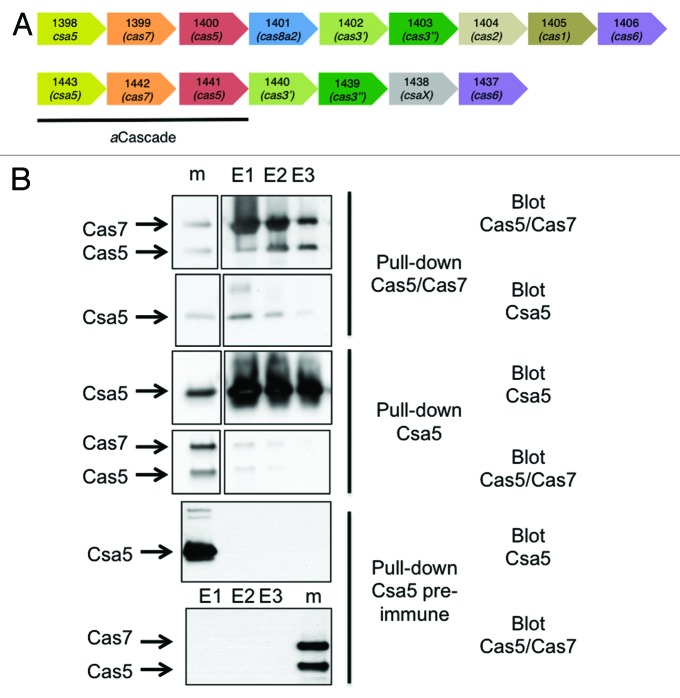 graphic file with name rna-10-762-g1.jpg