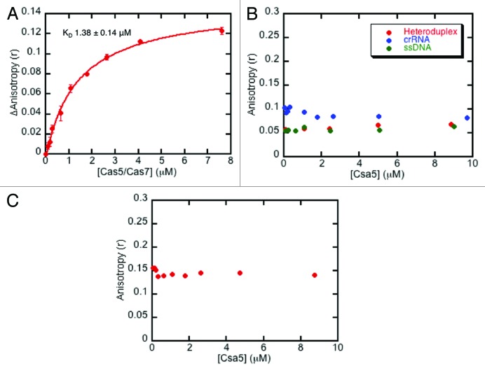 graphic file with name rna-10-762-g2.jpg