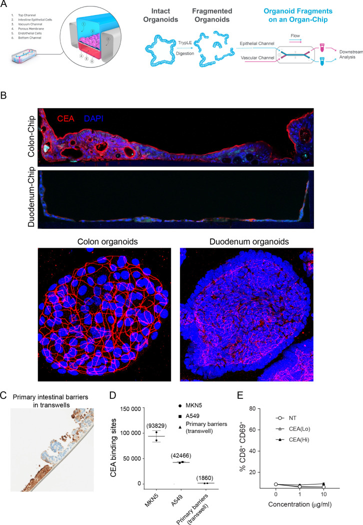 Figure 4—figure supplement 3.