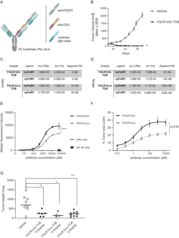 Figure 1—figure supplement 1.