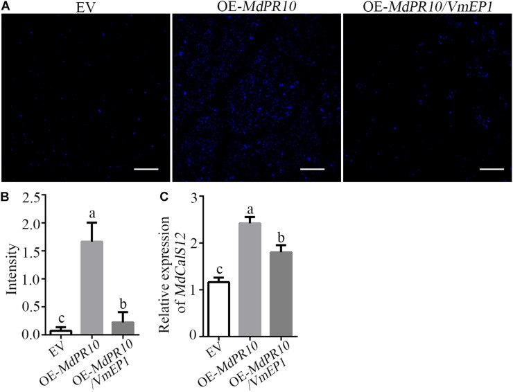 FIGURE 4