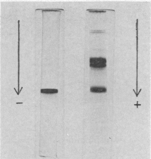 graphic file with name pnas00151-0175-a.jpg