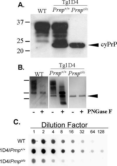 FIG. 1.