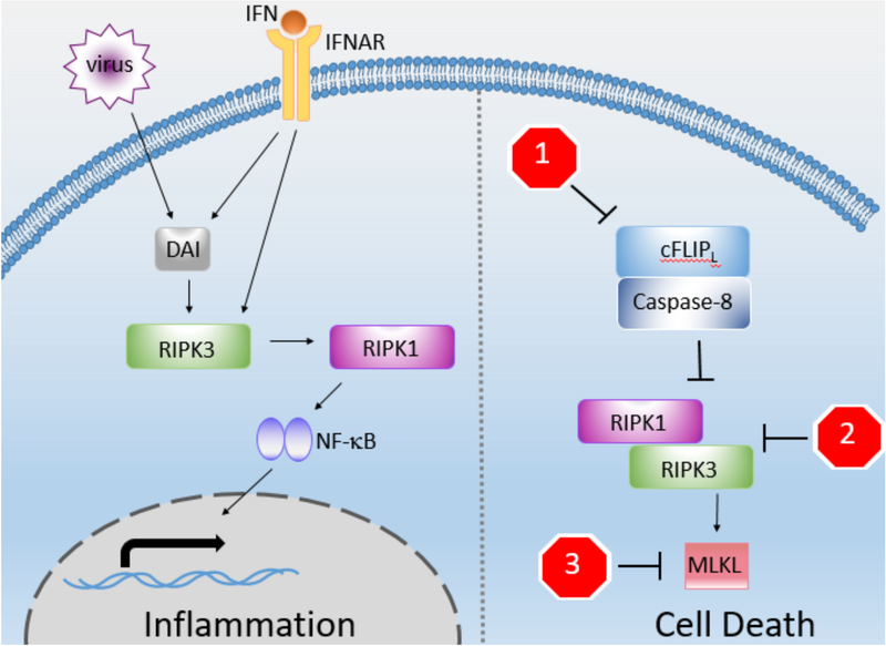 Figure 1: