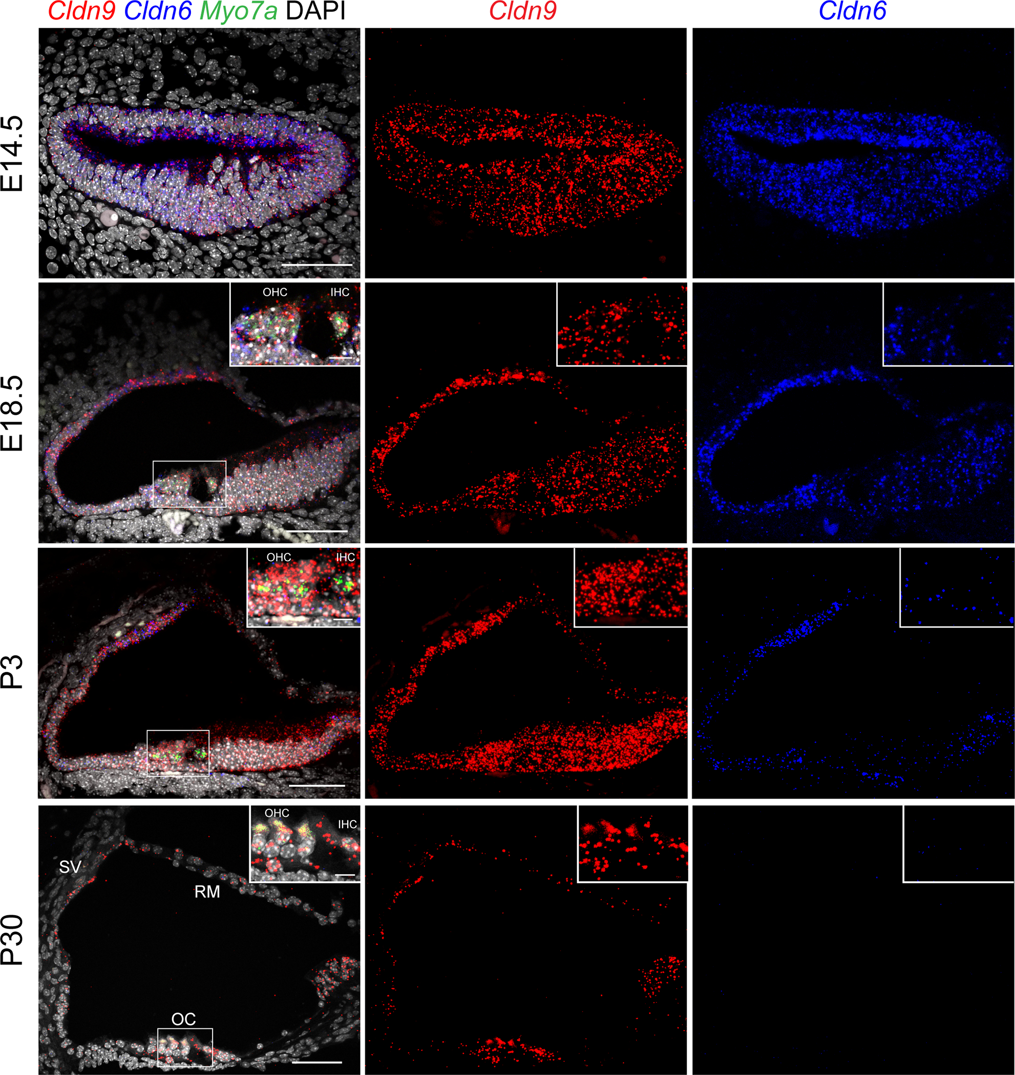 FIGURE 4: