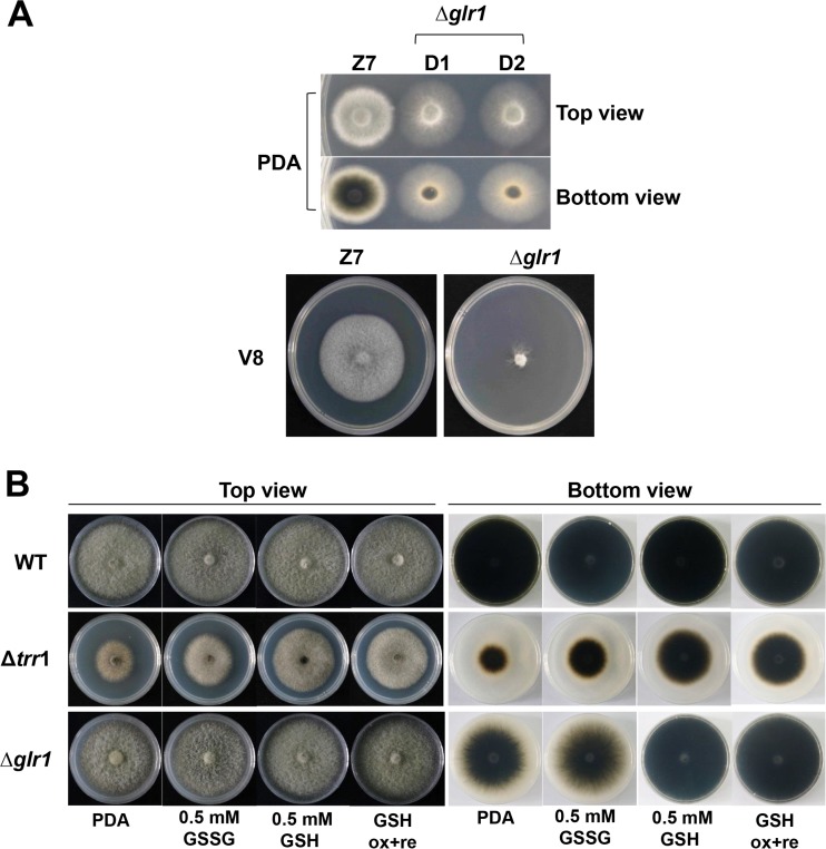 FIG 3