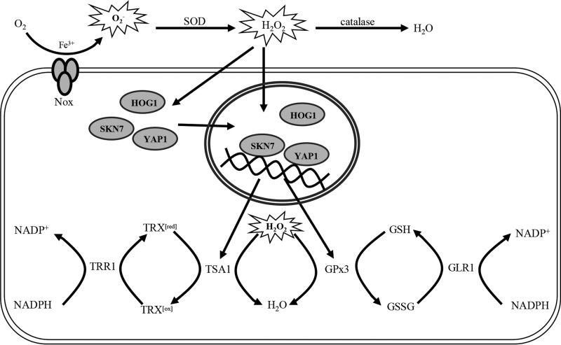 FIG 10