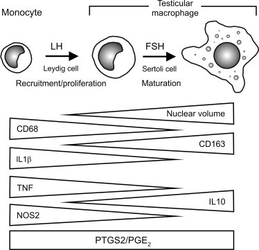 FIGURE 19.9