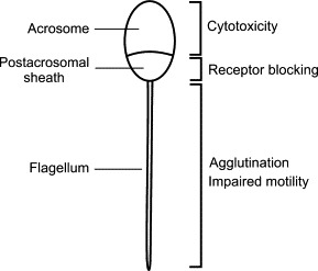 FIGURE 19.16