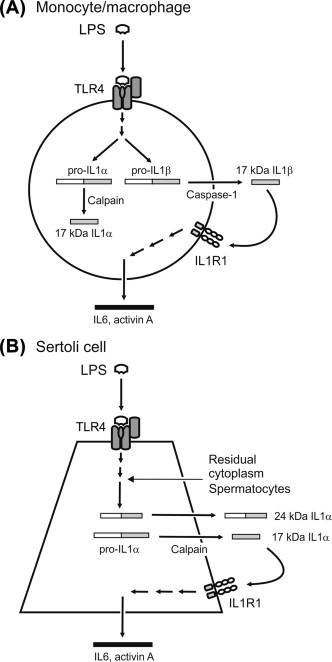 FIGURE 19.10