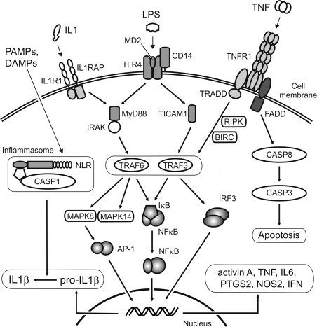 FIGURE 19.5