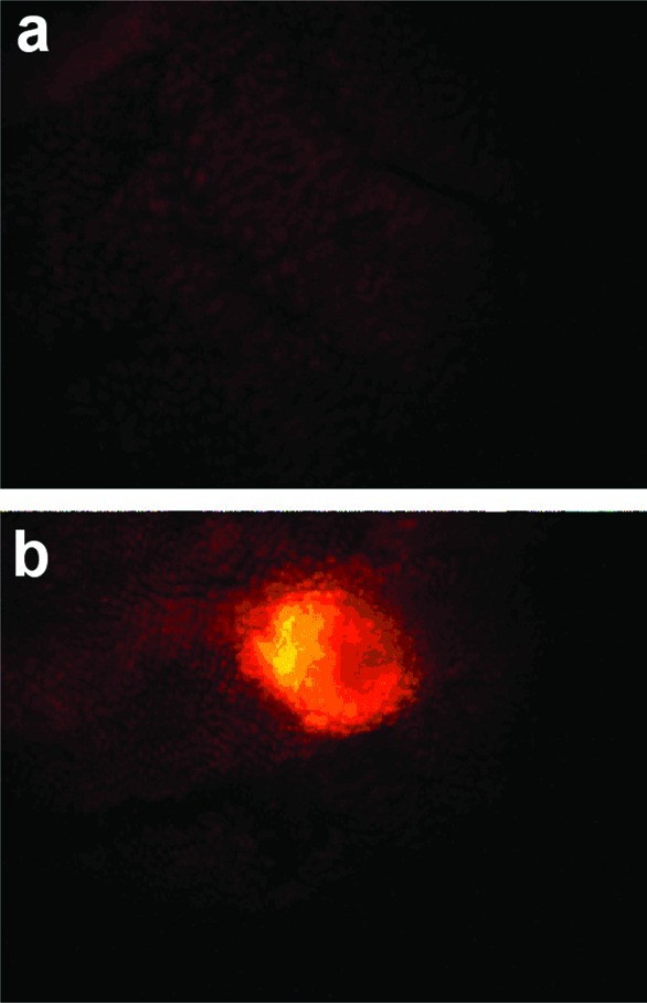 Figure 26