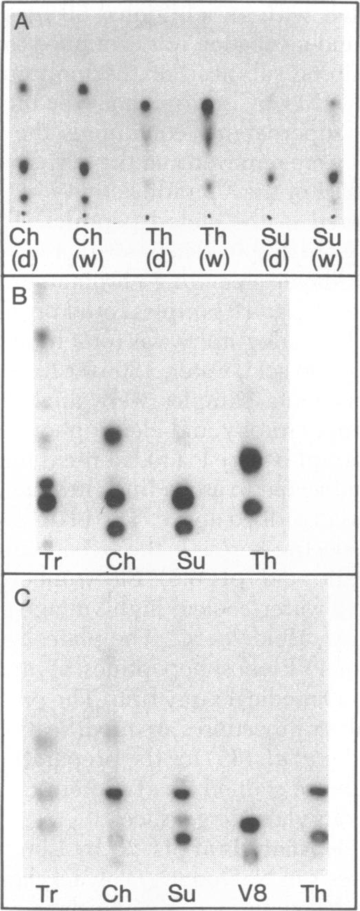 graphic file with name pnas00666-0065-a.jpg