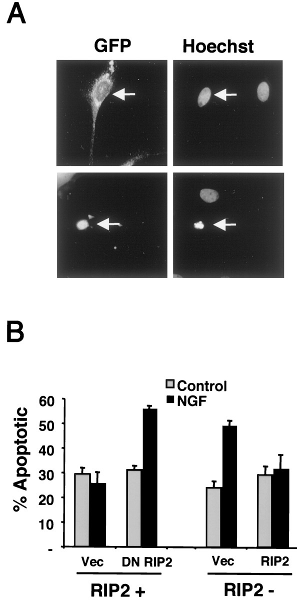 Fig. 8.