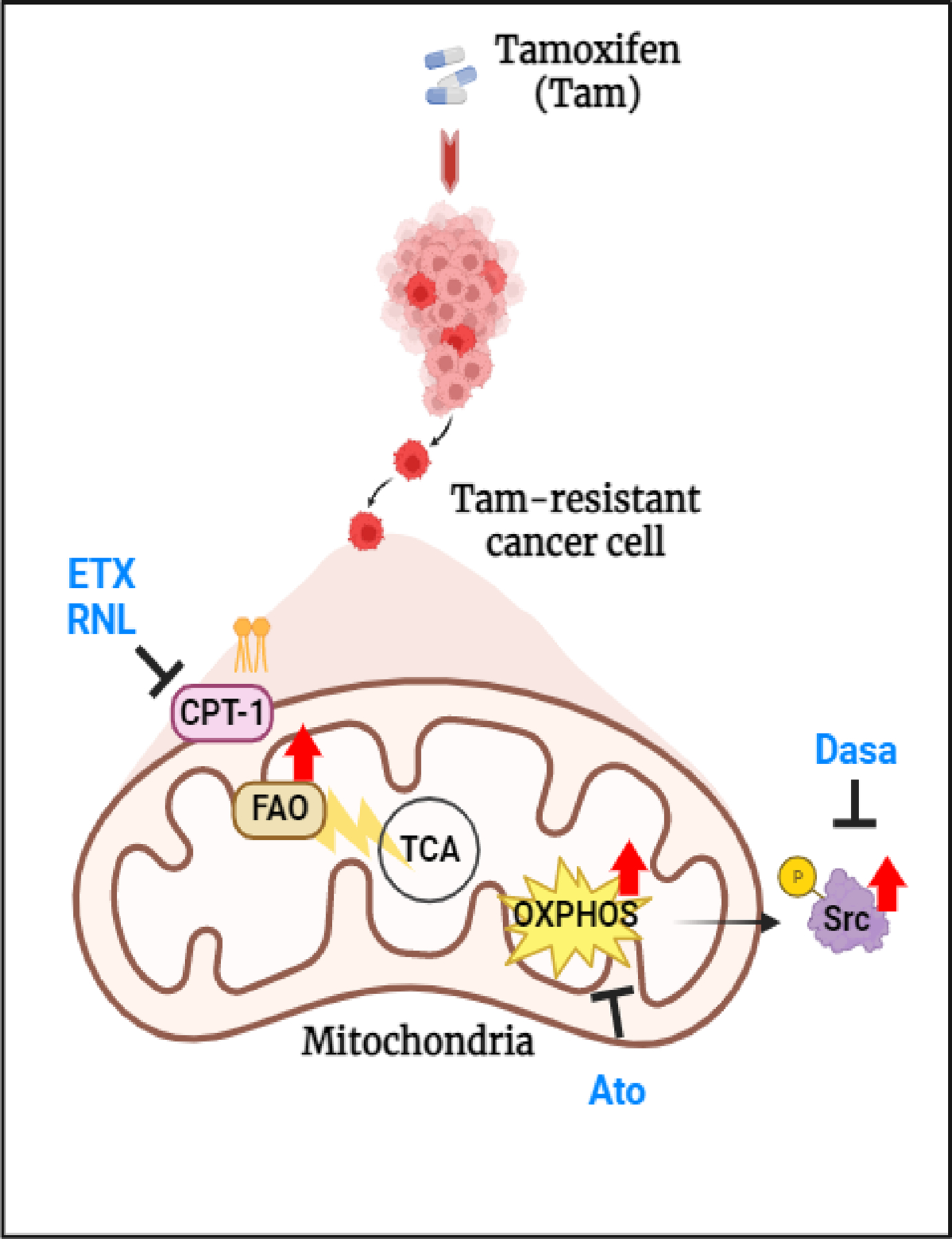 Fig7.