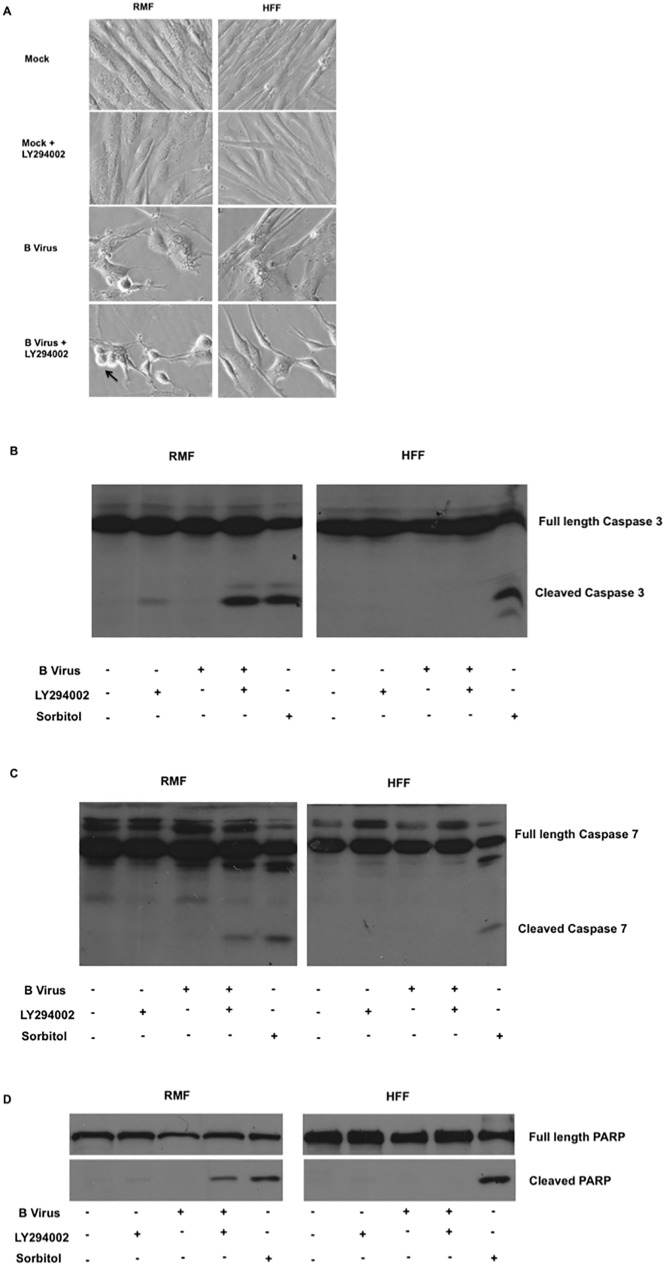 Fig 5