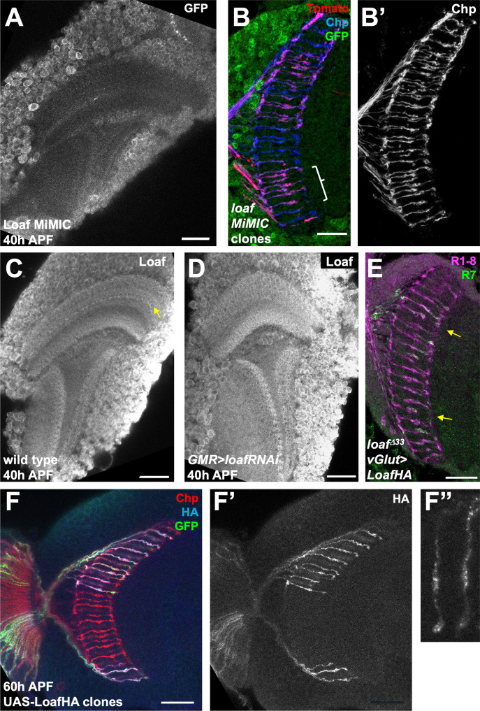 Figure 4—figure supplement 1.