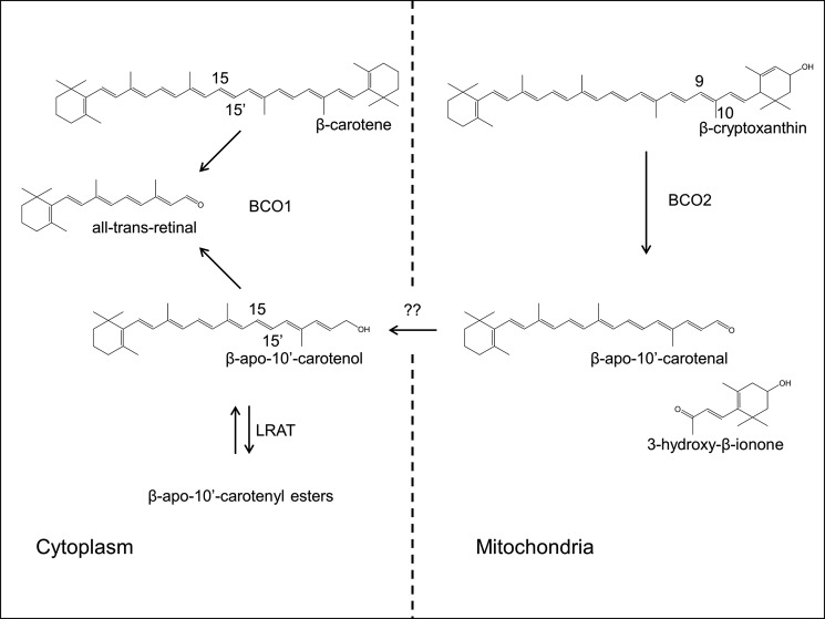 FIGURE 11.