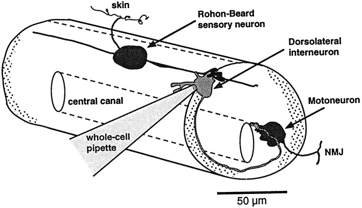 Fig. 1.