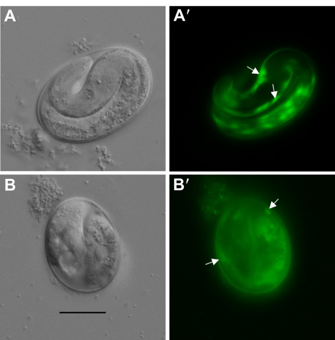 Fig. 6.