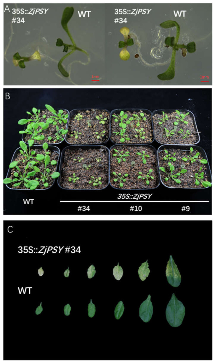 Figure 10