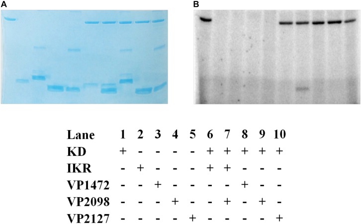 FIGURE 10