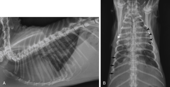 Fig. 19.2