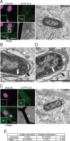 FIGURE 6: