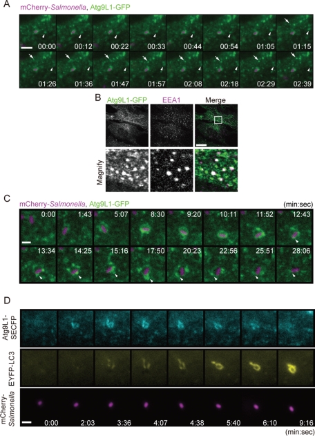 FIGURE 3: