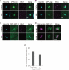 FIGURE 5: