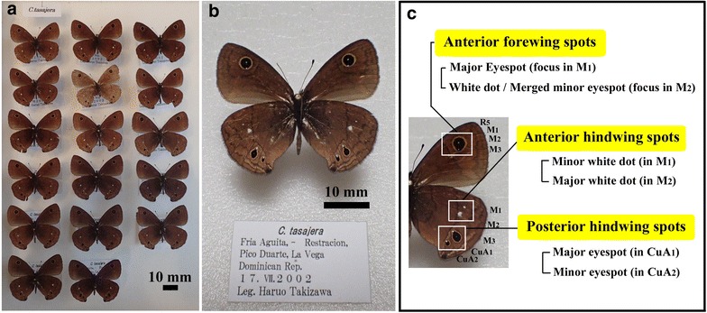 Fig. 1