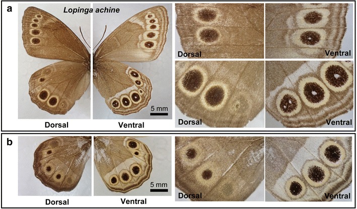 Fig. 8