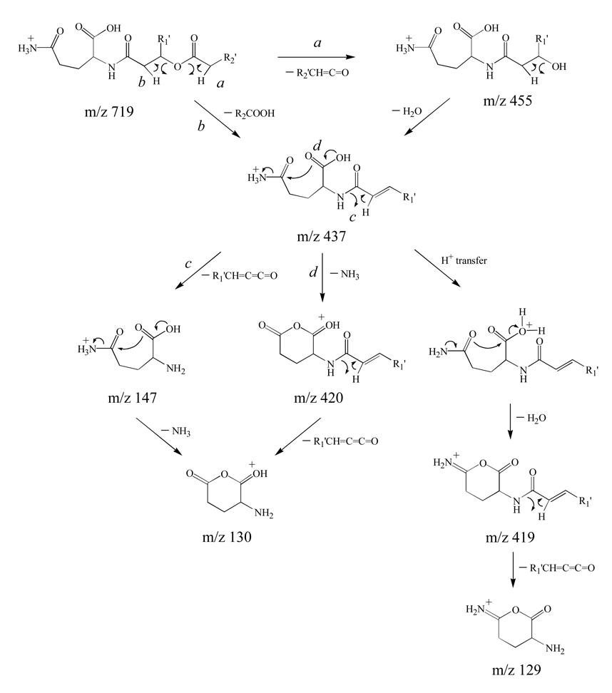 Scheme 4